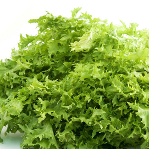 Grossistes Fournisseur en vrac d'endives chicorée de qualité supérieure: espèces de légumes à feuilles amères les plus vendues - Product Image 5