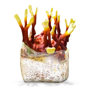 Antler Reishi Vietnam Lingzhi al mejor precio, Reishi de cornamenta orgánica de Vietnam - Product Image 3