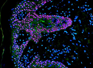 Bestscope-Microscopio de enseñanza de 20 cabezales para laboratorio de Universidad Médica, investigación biológica, con múltiples cabezales, Bestscope - Product Image 6