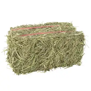 Alfafa Hay ชนิดเม็ด/Alfalfa Hay ในก้อนที่มีอยู่สต็อกพร้อมสำหรับการส่งออก