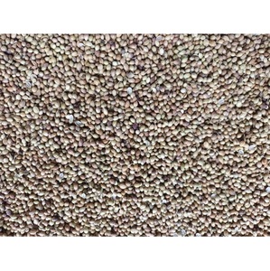 Graines de coriandre de qualité supérieure - Product Image 1