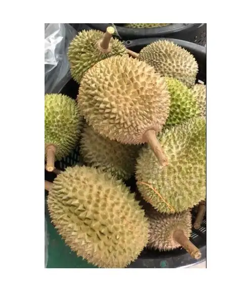 Fruta completa de Malasia, D197, iqf Musang King, dulce, cremoso, Durian, Pahang, peso, 2kg, al por mayor, barata