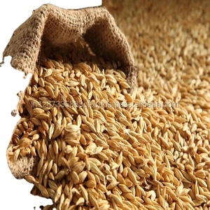 Exportateur indien d'orge 100% pure et naturelle de bonne qualité pour l'alimentation animale - Product Image 5