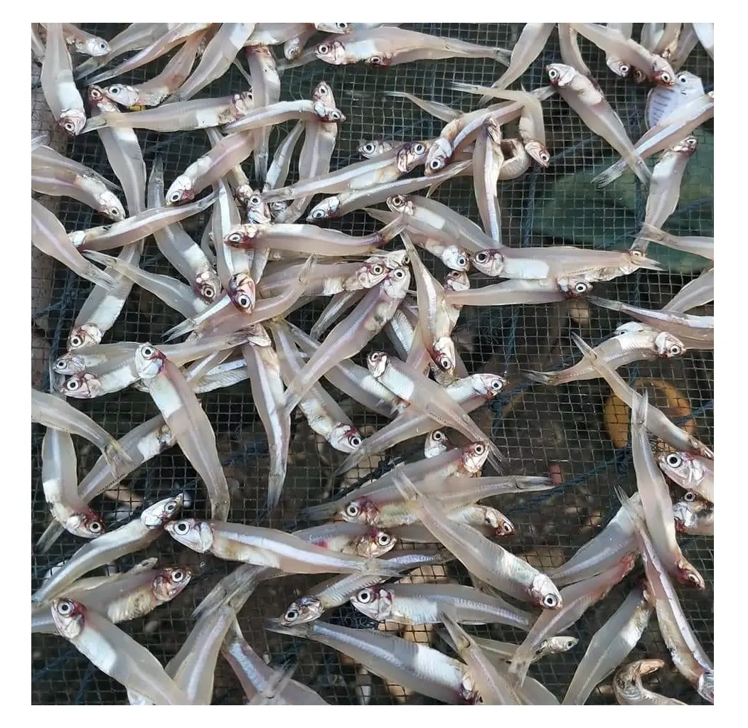 Pesce acciuga essiccato di alta qualità. Produzione professionale in fabbrica acciuga essiccata alla rinfusa, acciuga essiccata salata proveniente dal VietNam