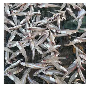 POISSON ANCHOIS SÉCHÉS DE HAUTE QUALITÉ. Anchois séchés en vrac de production professionnelle d'usine, anchois salés séchés du Vietnam
