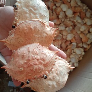 CONCHA DE CANGREJO SECA AL MEJOR PRECIO/POLVO DE CONCHA DE CANGREJO DE CALIDAD/FABRICANTE Y EXPORTADOR DE CONCHA DE CANGREJO SECA DE VIET NAM - Product Image 4