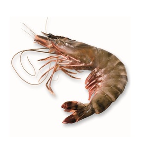 Camarones Tigre Negros Frescos - Origen Sostenible y Responsable - Product Image 1