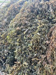 Vietnam Supplier Sun Dried Sargassum <b>Seaweed</b> Bulk Wholesale Stable Quality Export - Product Image 5