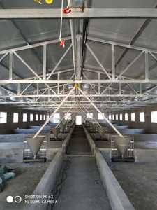 Sistema de alimentación automática Piggery Farming con dispensador de alimento - Product Image 2