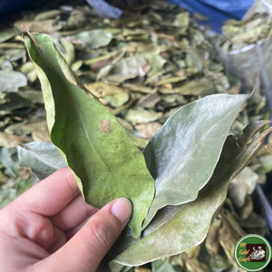 Hojas de Guanábana Secas Procesadas Cuidadosamente, Material Natural de Hoja para Té y Bebidas, Procedentes de Vietnam - Product Image 6