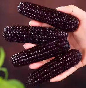 Almacenamiento de maíz morado de alta calidad ISO y HACCP - Product Image 1