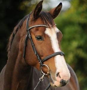 Brida de caballo anatómica de cuero indio de alta calidad Flash Noseband nueva colección doble Dressage Snaffle Horse Brida - Product Image 1