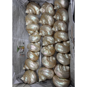 Poli et propre Turbo Marmoratus coquillages Turbo Imperialis Shell en gros du Vietnam - Product Image 2