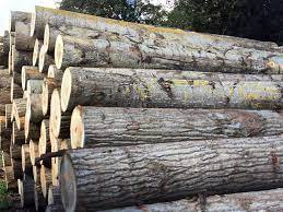 Premium Poplar <b>Logs</b> Premium Poplar Timber Poplar Hardwood <b>Logs</b> - Product Image 2