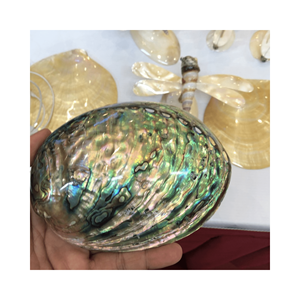 Donghai venta al por mayor de concha de abulón fósil natural crudo despejado concha de mar de abulón para difuminar la decoración de acento - Product Image 4