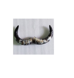 Búfalo par cuerno único negro cuerno largo tamaño personalizado y precio barato con par de cuerno de tamaño mediano - Product Image 2
