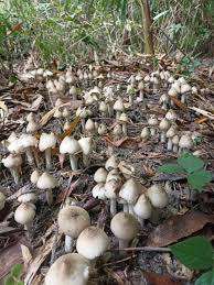 BASE DE CHAMPIGNON HERBAGRO - Product Image 4