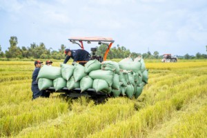 Hogico HG 80VN ยางรถแทรคเตอร์ยางรถแทรคเตอร์80HP ดินโคลนรถแทรกเตอร์ตีนตะขาบสำหรับทำนาข้าว - Product Image 2