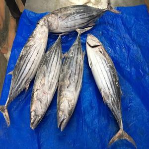 Produits de la mer de qualité supérieure: le plus grand fournisseur de thon listao en Suède - Product Image 5