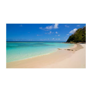 Beech <b>Logs</b> Excellent for Working Properties in All Projects Low Prices Available - Product Image 6