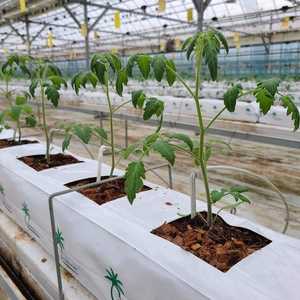 ถุงเพาะชำใยมะพร้าว/พลาสติก/วัสดุเพาะชำ PP สำหรับปลูกพืชในโรงเรือนและการเกษตร ราคาขายส่ง แข่งขันได้ - Product Image 6