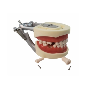 Modelo de Diente Permanente Estándar Dental de Resina TM-A10 - Product Image 6