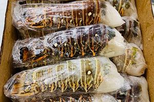 Langostas del Caribe Congeladas Premium, Enteras, Frescas, Calidad de Exportación, Suministro a Granel para Compradores Internacionales - Product Image 2