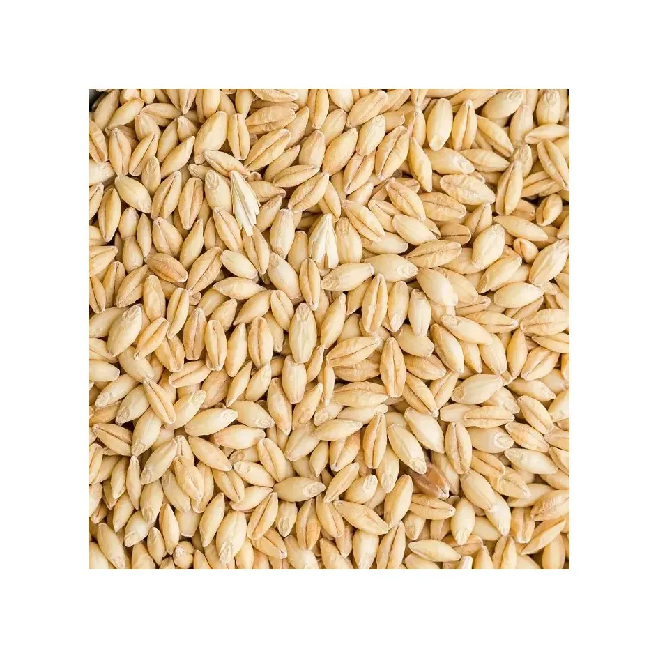 Nueva cosecha al por mayor Job's Tear proteína orgánica rica en cebada de malta al por mayor semillas de cebada/Cebada de alimentación animal/granos de cebada a granel para