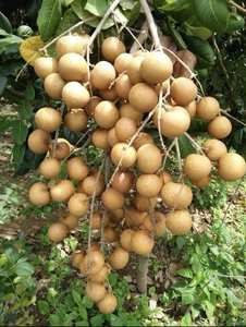 พรีเมี่ยมที่มีคุณภาพส่งออกเกรดลำไยผลไม้อุณหภูมิเขตร้อนผลไม้เวียดนามที่มีคุณภาพสูงจากเวียดนาม // นางสาวเดซี่ - Product Image 4