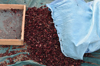 Semillas de flores de hibisco secas orgánicas naturales 100% para té y polvo de plantación de jugo para bebidas saludables