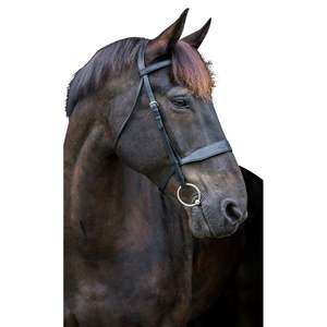 ม้า Eco Rider แสดงกระดูกหนังม้า กระดูกหนังม้ากายวิภาค กระดูกหนังม้า - Product Image 6