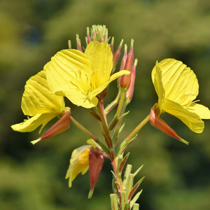 Polvo de materia prima de extracto de onagra de alta calidad japonés hecho en Japón para alimentos saludables y suplementos dietéticos - Product Image 1