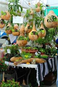 เครื่องปลูกมะระแห้งคุณภาพสูงและขายดี: โอบกอดการออกแบบตามธรรมชาติและการใช้ชีวิตอย่างยั่งยืนวางจำหน่ายแล้วตอนนี้-ดอกบัวสีน้ำเงิน - Product Image 2