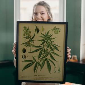Vintage Educational Hemp <b>Poster</b> Art Print Cannabis Sativa L. in Paper Material - Product Image 1