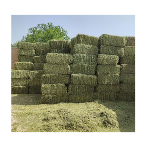 GreenGold Rhodes Grass Superior Fourrage pour la santé du bétail - Product Image 4