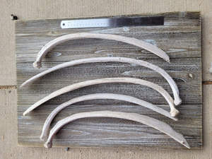 Costilla de Hueso de Búfalo y Camello, Material Orgánico de Alta Calidad para Arte y Coleccionismo - Product Image 4