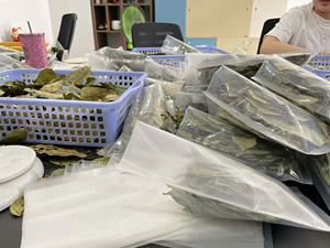 Premium Dried Soursop Leaves for Herbal Tea - Product Image 2