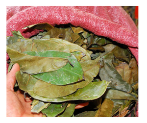 Las mejores hojas de Guanábana seca de Vietnam: precio bajo, calidad de exportación, hoja de Graviola para té, producto de Venta caliente listo para enviar - Product Image 1