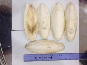 Vietnam <b>cuttlefish</b> bone bulk supply item designed for global sourcing with cost effective pricing and hot deal offer - Product Image 5