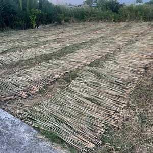 ใบหญ้าแห้งบางชนิด-สมุนไพรเวียดนามใช้ในการรักษาแบบดั้งเดิมชาสมุนไพรและการเยียวยาแบบองค์รวม100% ธรรมชาติ - Product Image 2