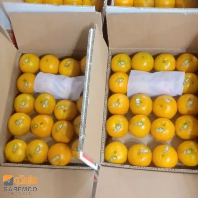 New fresh orange fruit specific