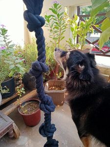 Jouets à mâcher en corde de chien en coton résistant à 5 noeuds les plus vendus pour les mâcheurs agressifs animaux de compagnie de grande et moyenne race - Product Image 4