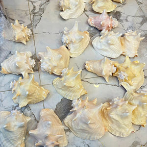 Material Natural de Vietnam Seashell para decoración de embalaje de joyería artesanal y accesorios temáticos costeros - Product Image 1