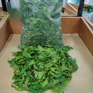 Hojas de Clausena indica (Mac Mat) para Productos Alimenticios Naturales y Herbales, Secado Tradicional y Liofilizado - Product Image 4