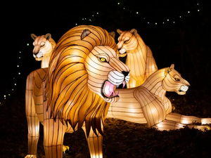 Hayvanlar Fener Festivali Ormanın Kralı Gerçekçi Aslan Fener Fabrikası Hareketlerle Özelleştirilmiş - Product Image 3