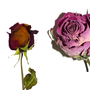 Brotes de rosas rojas secas comestibles | Para uso culinario y de decoración - Product Image 2