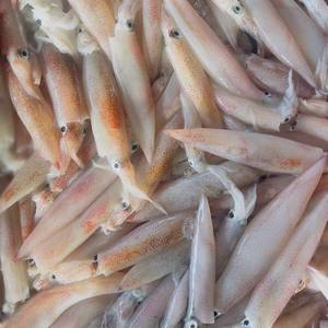 Calamar Entero Congelado Loligo IQF/BQF, Proveedor de Pesca Silvestre de Vietnam, Calamar Fresco Congelado de Calidad de Exportación a Precio Competitivo - Product Image 5