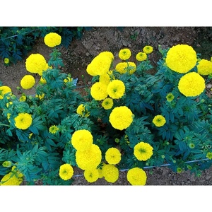 ส่วนประกอบดอกไม้ SW 502 MARIGOLD - Product Image 1