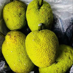 FRUITS À PAIN CONGELÉS VIETNAMIENS-SAVEUR NATUREL, FRAIS DE LA FERME, PRÊT À UTILISER DANS LES REPAS et LES DESSERTS - Product Image 4