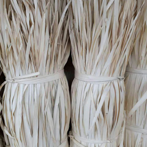 Corypha Lecomtei Hojas de Palma Material seco natural de Vietnam para artesanías sostenibles y usos decorativos - Product Image 1